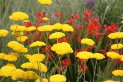 Crocosmia 'Lucifer' -Herbalife Shop pl0000001055 card3 lg