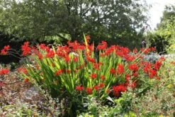 Crocosmia 'Lucifer' -Herbalife Shop pl0000001055 card7 lg