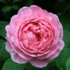 Rosa 'Constance Spry' -Herbalife Shop pl0000001115