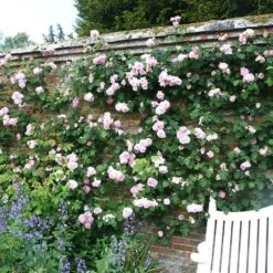 Rosa 'Constance Spry' -Herbalife Shop pl0000001115 card4 lg