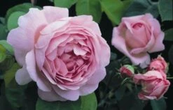 Rosa 'Constance Spry' -Herbalife Shop pl0000001115 card5 lg