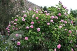 Rosa 'Constance Spry' -Herbalife Shop pl0000001115 card6 lg