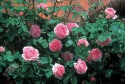 Rosa 'Constance Spry' -Herbalife Shop pl0000001115 card7 lg