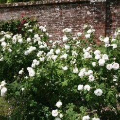 Rosa 'Madame Hardy' -Herbalife Shop pl0000001116 card2 lg