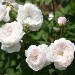 Rosa 'Madame Hardy' -Herbalife Shop pl0000001116 card3 lg