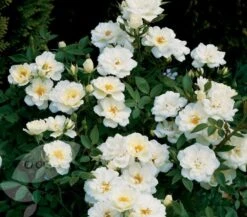 Rosa Kent ('Poulcov') (PBR) (Towne & Country Series) -Herbalife Shop pl0000001131 card2 lg