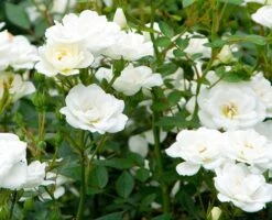 Rosa Kent ('Poulcov') (PBR) (Towne & Country Series) -Herbalife Shop pl0000001131 card3 lg