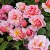 Rosa 'Cornelia' -Herbalife Shop pl0000001138