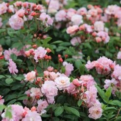 Rosa 'Cornelia' -Herbalife Shop pl0000001138 card2 lg