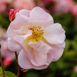 Rosa 'Cornelia' -Herbalife Shop pl0000001138 card4 lg