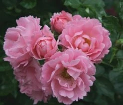 Rosa Surrey ('Korlanum') -Herbalife Shop pl0000001154 card2 lg