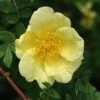 Rosa Xanthina 'Canary Bird' -Herbalife Shop pl0000001158