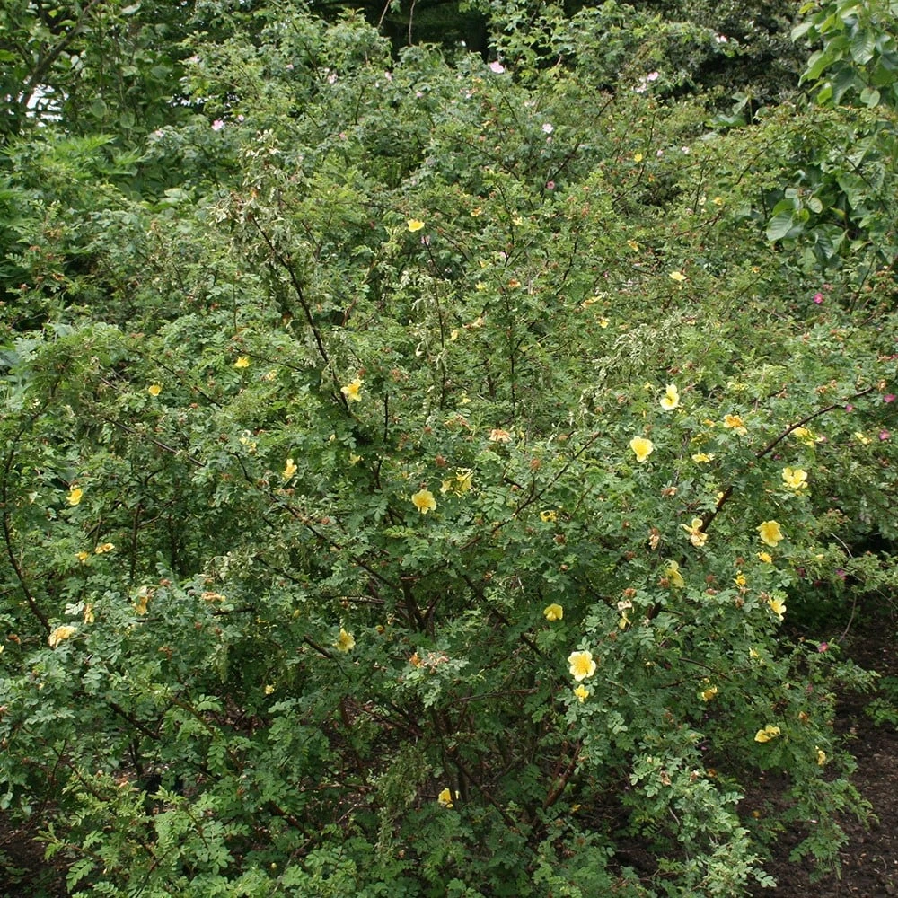 Rosa Xanthina 'Canary Bird' 4 Rosa Xanthina 'Canary Bird' - Image 2