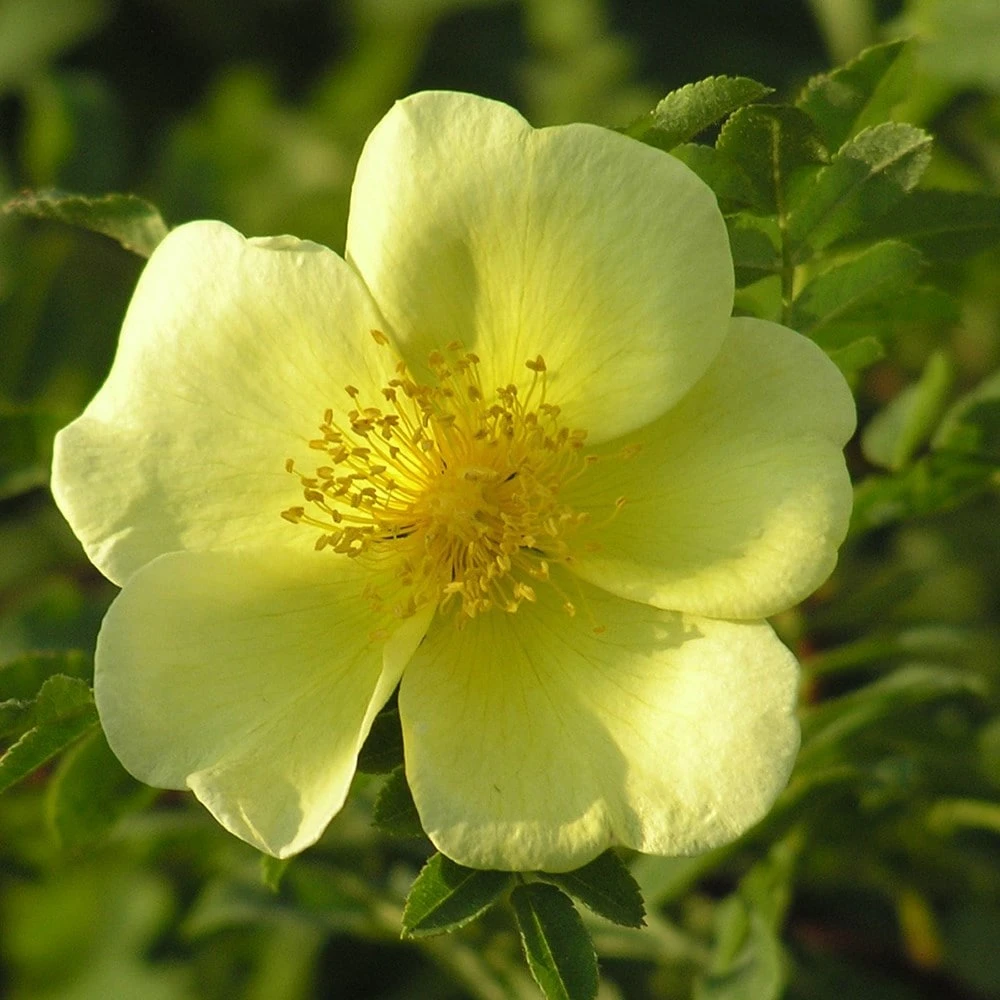 Rosa Xanthina 'Canary Bird' 5 Rosa Xanthina 'Canary Bird' - Image 3