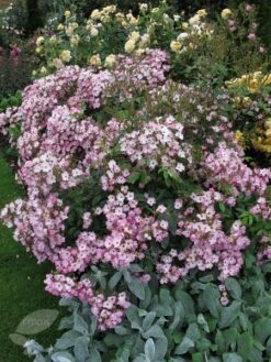 Rosa 'Ballerina' -Herbalife Shop pl0000001159 card2 lg