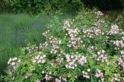 Rosa 'Ballerina' -Herbalife Shop pl0000001159 card3 lg