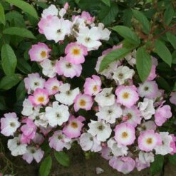 Rosa 'Ballerina' -Herbalife Shop pl0000001159 card4 lg