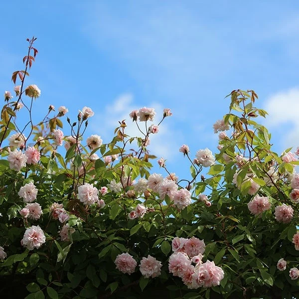 Rosa 'Climbing Cécile Brünner' 4 Rosa 'Climbing Cécile Brünner' - Image 2