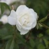 Rosa 'Climbing Iceberg' -Herbalife Shop pl0000001181