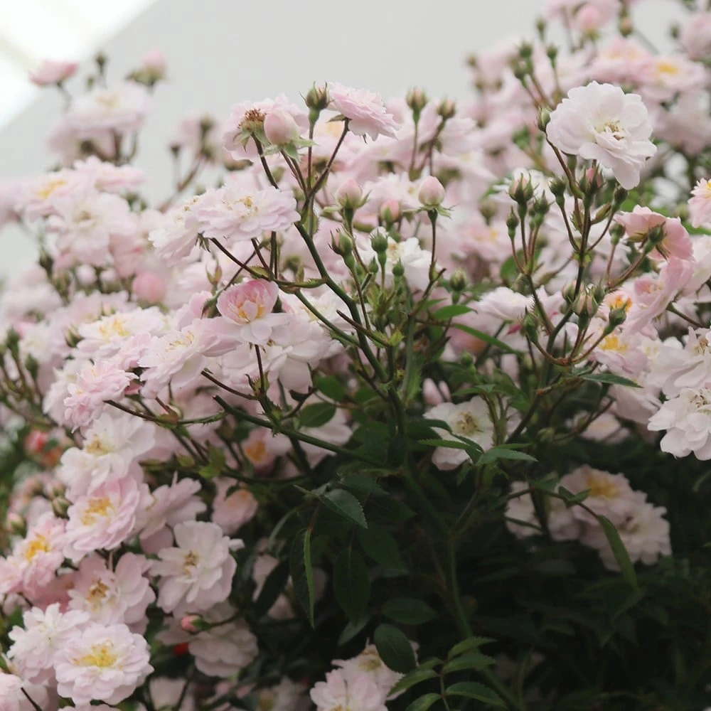 Rosa Little Rambler ('Chewramb') (PBR) 4 Rosa Little Rambler ('Chewramb') (PBR) - Image 2