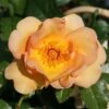 Rosa 'Maigold' 1 Rosa 'Maigold' -Herbalife Shop pl0000001184