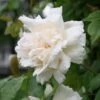 Rosa 'Madame Alfred Carrière'