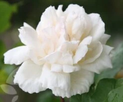 Rosa 'Madame Alfred Carrière' -Herbalife Shop pl0000001186 card4 lg
