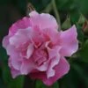 Rosa 'Madame Grégoire Staechelin' -Herbalife Shop pl0000001187