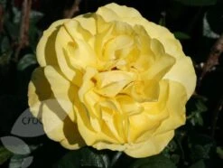 Rosa Golden Wedding ('Arokris') (PBR) -Herbalife Shop pl0000001207 card4 lg
