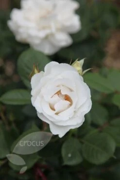 Rosa Margaret Merril ('Harkuly') 7 Rosa Margaret Merril ('Harkuly') -Herbalife Shop pl0000001213 card2 lg