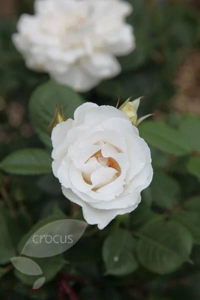 Rosa Margaret Merril ('Harkuly') 4 Rosa Margaret Merril ('Harkuly') - Image 2