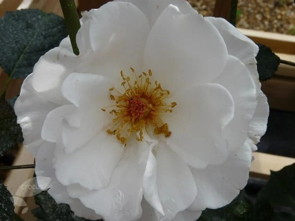 Rosa Margaret Merril ('Harkuly') 5 Rosa Margaret Merril ('Harkuly') - Image 3