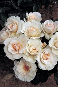 Rosa Margaret Merril ('Harkuly') 9 Rosa Margaret Merril ('Harkuly') -Herbalife Shop pl0000001213 card4 lg