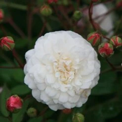 Rosa 'White Pet' 6 Rosa 'White Pet' -Herbalife Shop pl0000001220 card2 lg