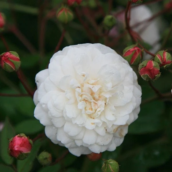 Rosa 'White Pet' 4 Rosa 'White Pet' - Image 2