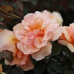 Rosa 'Just Joey' -Herbalife Shop pl0000001234 card2 lg