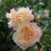 Rosa Peace ('Madame A. Meilland') -Herbalife Shop pl0000001240