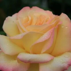 Rosa Peace ('Madame A. Meilland') 6 Rosa Peace ('Madame A. Meilland') -Herbalife Shop pl0000001240 card2 lg