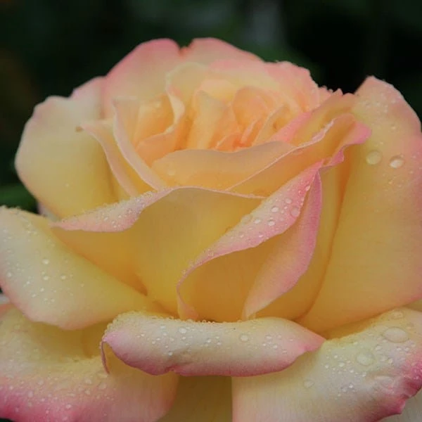 Rosa Peace ('Madame A. Meilland') 4 Rosa Peace ('Madame A. Meilland') - Image 2