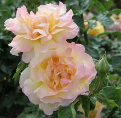 Rosa Peace ('Madame A. Meilland') 7 Rosa Peace ('Madame A. Meilland') -Herbalife Shop pl0000001240 card3 lg