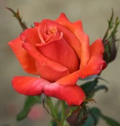 Rosa Remember Me ('Cocdestin') (PBR) -Herbalife Shop pl0000001244 card2 lg