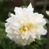 Rosa 'Albéric Barbier'