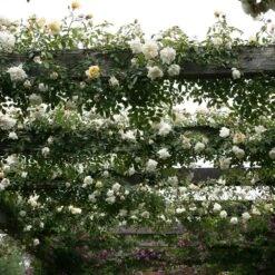 Rosa 'Albéric Barbier' 8 Rosa 'Albéric Barbier' -Herbalife Shop pl0000001272 card3 lg