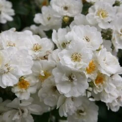 Rosa 'Rambling Rector' -Herbalife Shop pl0000001282 card3 lg