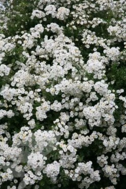 Rosa 'Rambling Rector' -Herbalife Shop pl0000001282 card4 lg