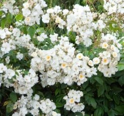 Rosa 'Wedding Day' -Herbalife Shop pl0000001284 card3 lg