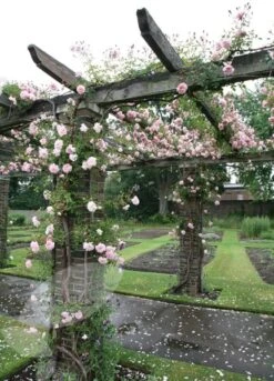 Rosa 'François Juranville' -Herbalife Shop pl0000001285 card4 lg