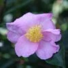 Camellia Sasanqua 'Plantation Pink' -Herbalife Shop pl0000001341