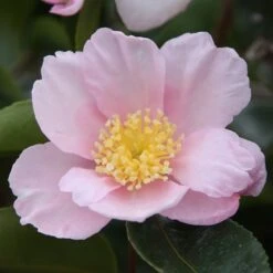 Camellia Sasanqua 'Plantation Pink' -Herbalife Shop pl0000001341 card3 lg