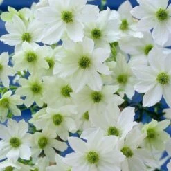 Clematis 'Early Sensation' -Herbalife Shop pl0000001383 card3 lg